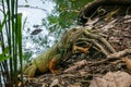 Green Iguana Emerging from the Green Lake full of Dry Leaves Royalty Free Stock Photo