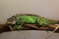 Green iguana - Lizard American Iguana Royalty Free Stock Photo