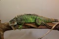 Green iguana - Lizard American Iguana Royalty Free Stock Photo