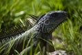 Green iguana. Lizard basking in the sun South Florida. Royalty Free Stock Photo