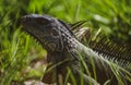 Green iguana. Lizard basking in the sun South Florida. Royalty Free Stock Photo