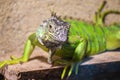 Green iguana lizard in captivity inside zoo Royalty Free Stock Photo