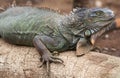 Green iguana lizard close up photo Royalty Free Stock Photo