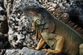 Green iguana lizard of the genus basking in the sun South Florida. Amazon jungle fauna. Royalty Free Stock Photo