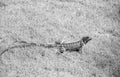 green iguana lizard on grass. photo of iguana lizard reptile. iguana lizard outdoor. iguana lizard