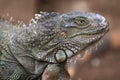 Green iguana lizard head portrait close up photo