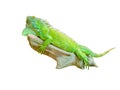 Green iguana lizard isolated on white Royalty Free Stock Photo