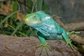 Green iguana lizard reptile Royalty Free Stock Photo