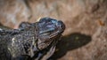 Green Iguana Lizard Reptile Animal Royalty Free Stock Photo