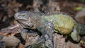 Green Iguana Lizard Reptile Animal Royalty Free Stock Photo