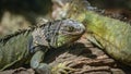 Green Iguana Lizard Reptile Animal Royalty Free Stock Photo