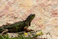 Green iguana, Lizard reptile in the genus Iguana in the iguana family. And in the subfamily Iguanidae. Iguana lizard on Royalty Free Stock Photo