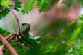 A green iguana lizard sitting in a tree Royalty Free Stock Photo