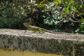 Green iguana lizard on a stone parapet in front of green tree branches in a park in Miami, Florida Royalty Free Stock Photo