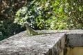 Green iguana lizard on a stone parapet in front of green tree branches in a park in Miami, Florida Royalty Free Stock Photo
