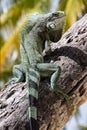 Green Iguana lizard. Royalty Free Stock Photo