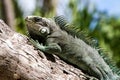 Green Iguana lizard. Royalty Free Stock Photo