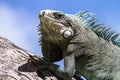 Green Iguana lizard. Royalty Free Stock Photo