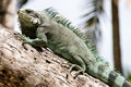 Green Iguana lizard. Royalty Free Stock Photo