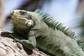 Green Iguana lizard. Royalty Free Stock Photo