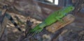 Green iguana Lizard wood branch