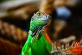 Green Iguana Royalty Free Stock Photo