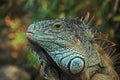 Green iguana, Loro Park, Tenerife Island.