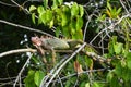 Green iguana (Iguana iguana) lying down in tree Royalty Free Stock Photo