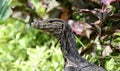 Iguana male beautiful multicolor animal, colorful reptile in south Florida Royalty Free Stock Photo