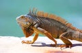 Green Iguana male beautiful multicolor animal, colorful reptile in south Florida Royalty Free Stock Photo