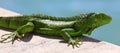 Green Iguana male beautiful multicolor animal, colorful reptile in south Florida Royalty Free Stock Photo