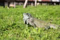 Green Iguana Royalty Free Stock Photo