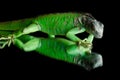 Green iguana on mirror