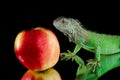 Green iguana on mirror and red apple