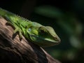 Majestic looking green iguana in the wild