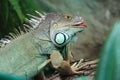 Green iguana