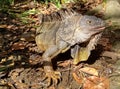 Green iguana over leaf litter. Detailed eyes, scales, spines and dewlap.