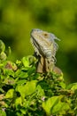 Green iguana Royalty Free Stock Photo