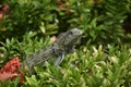 Green Iguana Perched in a Flowering Bush Royalty Free Stock Photo