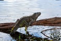 Green iguana iguana iguana perched on tree branch overhanging lake with tail in water - Davie, Florida, USA Royalty Free Stock Photo