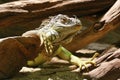 Green iguana Royalty Free Stock Photo