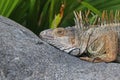 Green Iguana