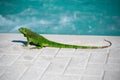 Green iguana at the poolside Royalty Free Stock Photo