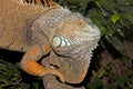 GREEN IGUANA iguana iguana, PORTRAIT OF ADULT Royalty Free Stock Photo