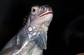 Green Iguana, iguana iguana, Portrait of Adult against Black Background Royalty Free Stock Photo