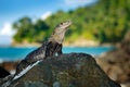 Green iguana, portrait of orange and green big lizard in the dark green forest. Animal in the nature tropical river habitat, Carar Royalty Free Stock Photo