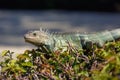 Green Iguana portrait sitting on branch Royalty Free Stock Photo