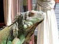 Green iguana portrait