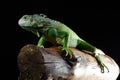 Green iguana poses at the chunk of wood