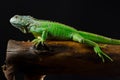 Green iguana poses at the chunk of wood Royalty Free Stock Photo